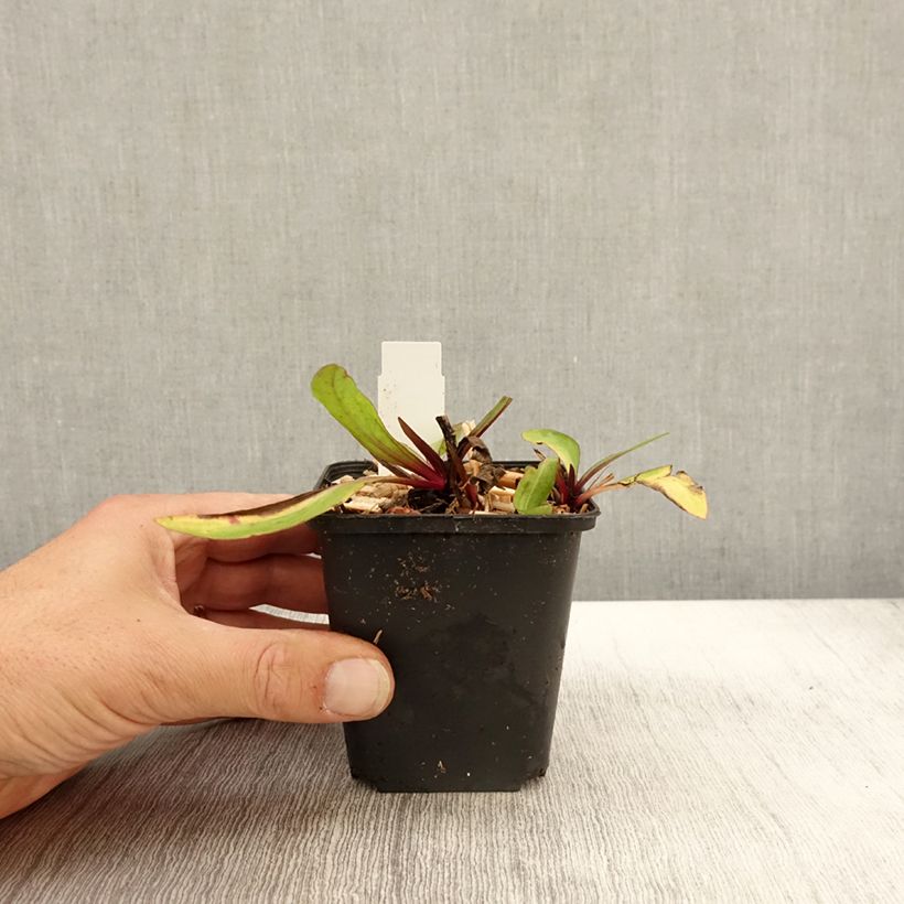 Ejemplar de Helenium Sahin's Early Flowerer Maceta de 8/9 cm entregado en otoño