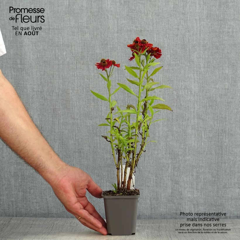 Ejemplar de Helenium Strawberry Sundae - Hélénie Godet de 8/9 cm entregado en verano