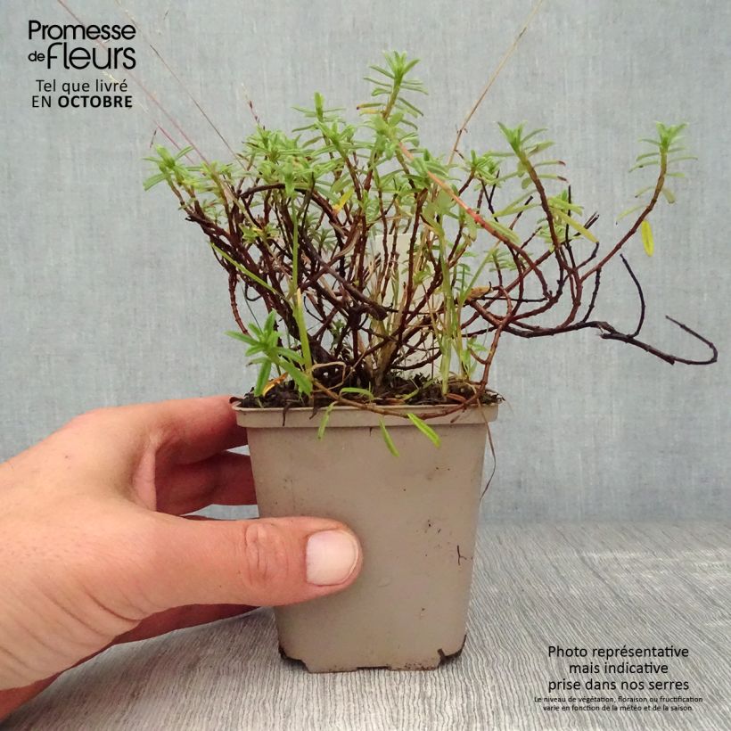 Ejemplar de Helianthemum Ben Fhada Maceta de 7/8 cm entregado en otoño