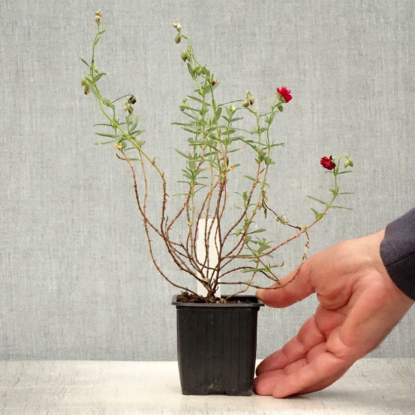 Ejemplar de Helianthemum Cerise Queen - Hélianthème double rouge Godet de 8/9 cm entregado en verano