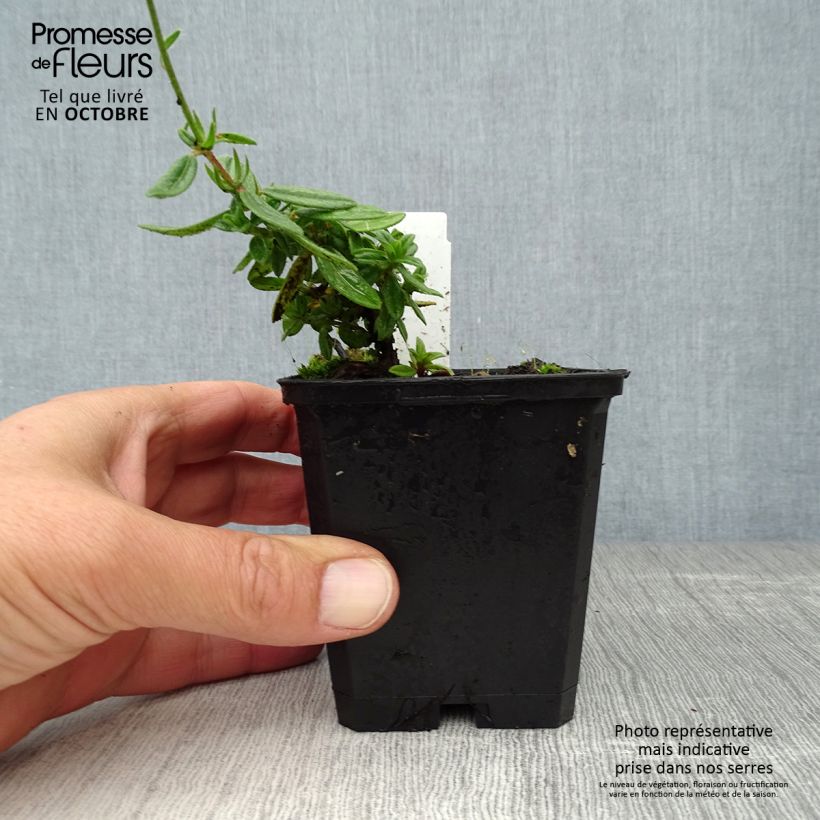 Ejemplar de Helianthemum Elfenbeinglanz Maceta de 8/9 cm entregado en otoño