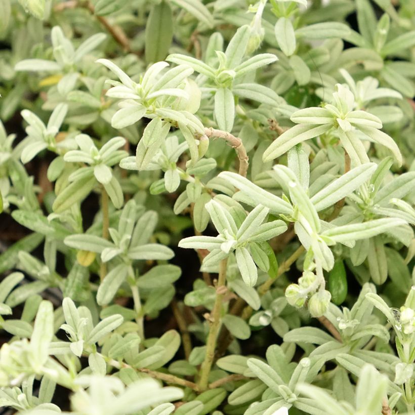 Helianthemum Fire Dragon (Follaje)