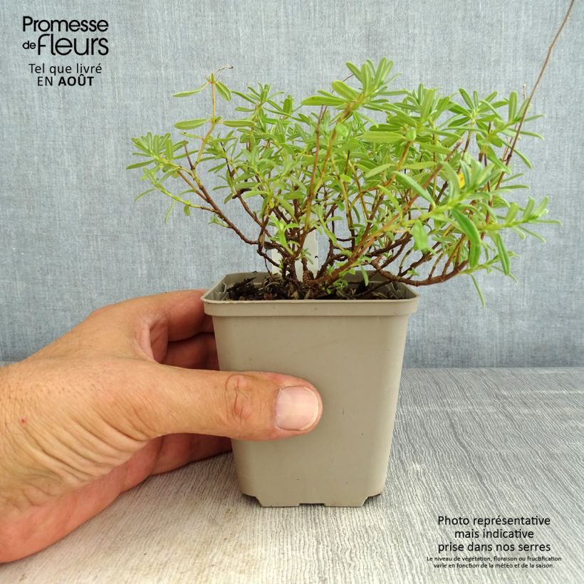 Ejemplar de Helianthemum Golden Queen - Hélianthème Godet de 8/9 cm entregado en verano