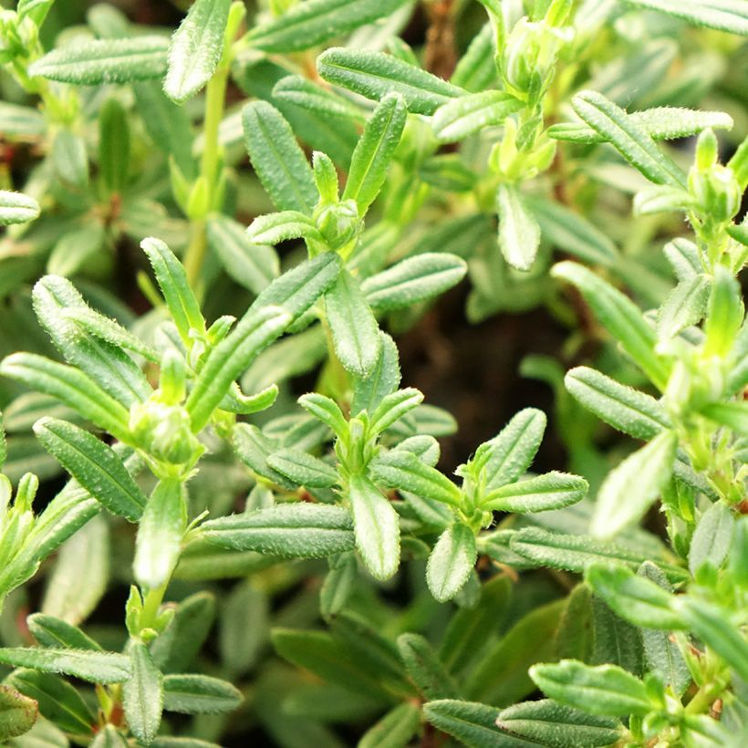 Helianthemum Sulphureum Plenum (Follaje)