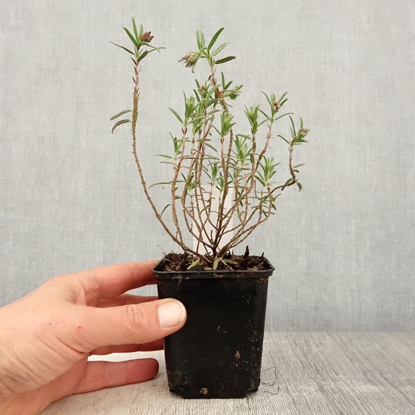 Helianthemum Suprême - Hélianthème rouge rose Godet de 8/9 cm Ejemplar entregado en la primavera