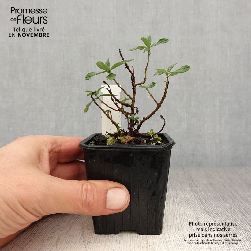 Ejemplar de Helianthemum Tomato Red Maceta de 8/9 cm entregado en otoño