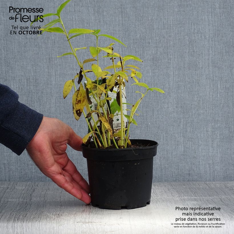 Ejemplar de Girasol - Helianthus strumosus Maceta 1,5L/2L entregado en otoño