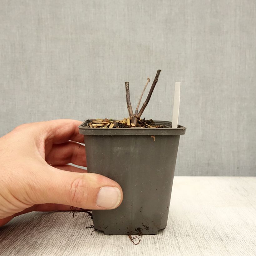 Ejemplar de Helianthus microcephalus Maceta de 8/9 cm entregado en otoño