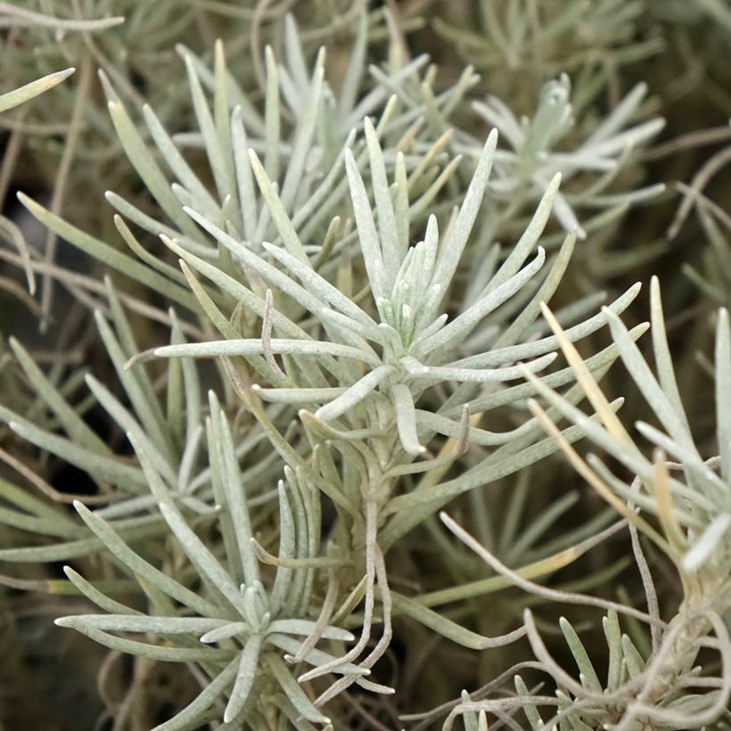 Curry - Helichrysum italicum subsp. serotinum (Follaje)