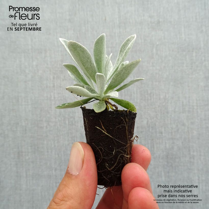 Ejemplar de Helichrysum Red Jewel - Siemprevivo minicepellón: Ø 3/4 cm entregado en otoño