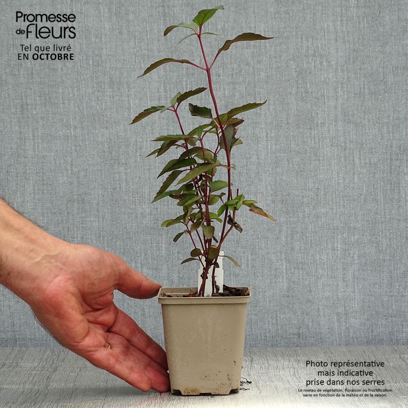 Ejemplar de Heliopsis helianthoides var. scabra Burning Hearts Maceta de 8/9 cm entregado en otoño