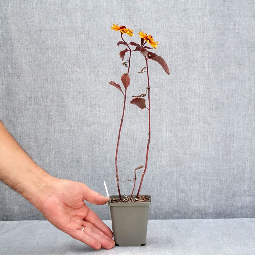 Ejemplar de Heliopsis helianthoides var. scabra Funky Spinner Maceta de 8/9 cm entregado en verano