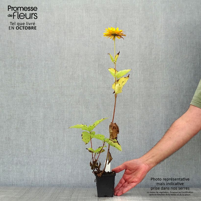 Ejemplar de Heliopsis helianthoides var. scabra Venus Maceta de 8/9 cm entregado en otoño