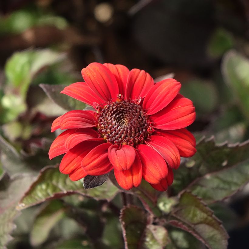 Heliopsis helianthoides Luna Roja (Floración)