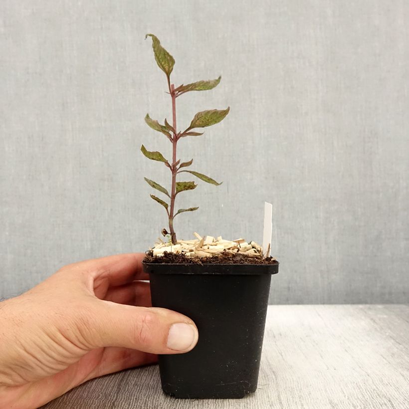 Ejemplar de Heliopsis helianthoides var. scabra Summer Pink Maceta de 8/9 cm entregado en otoño