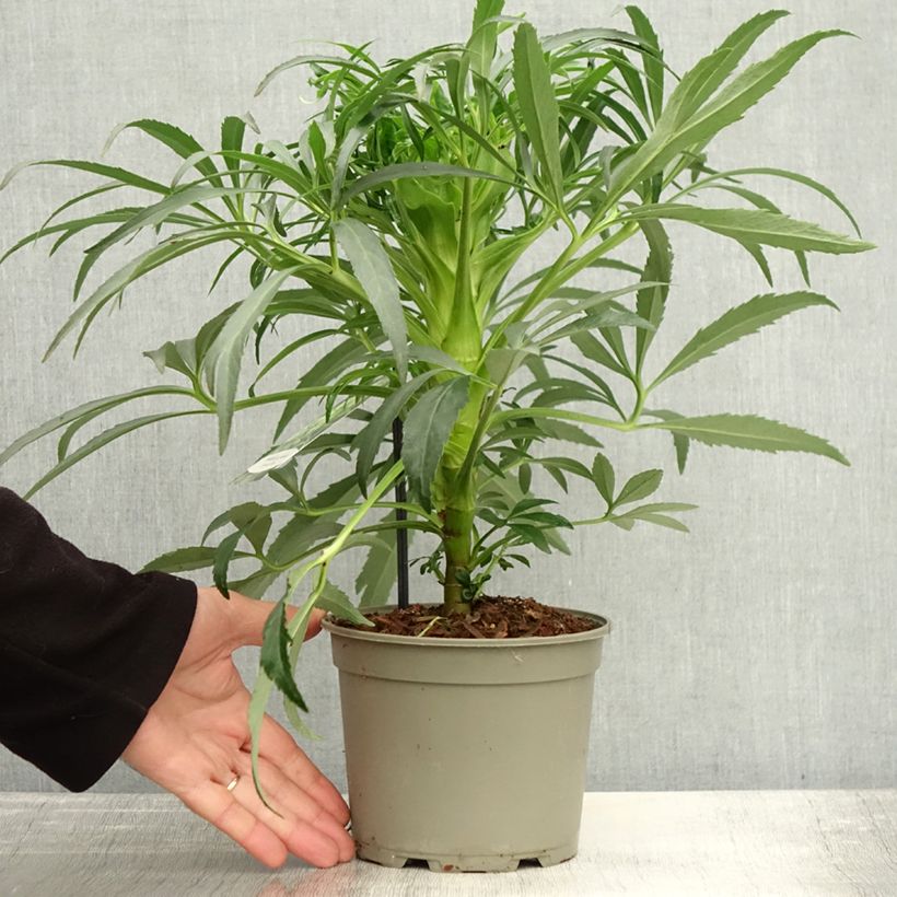 Ejemplar de Eléboro fétido Bowles Form Maceta 1L/1,5L entregado en otoño