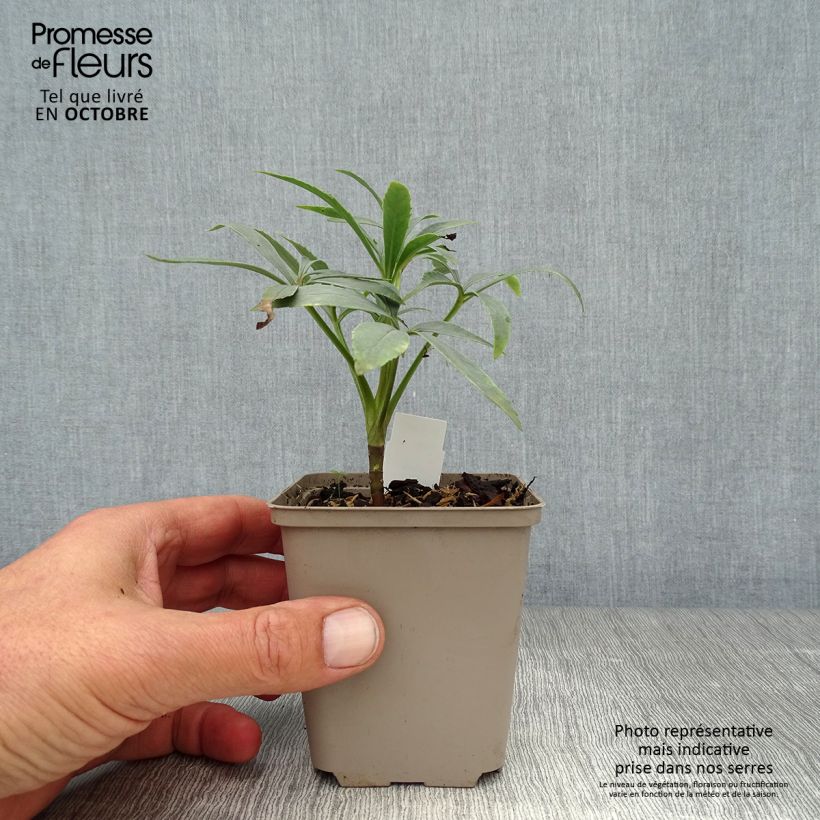 Ejemplar de Eléboro fétido - Helleborus foetidus Maceta de 8/9 cm entregado en otoño