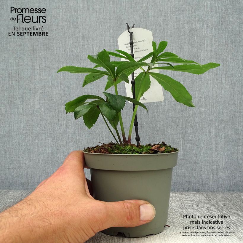 Ejemplar de Eléboro multifidus ssp. bocconei Maceta 1L/1,5L entregado en otoño