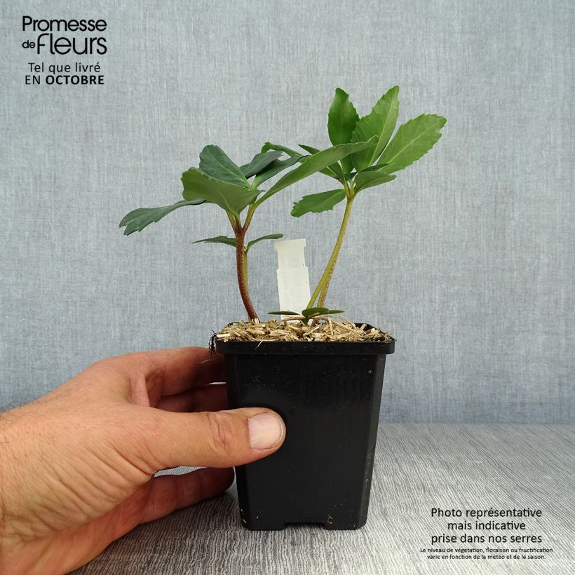 Ejemplar de Helleborus niger - Eléboro negro Maceta de 8/9 cm entregado en otoño