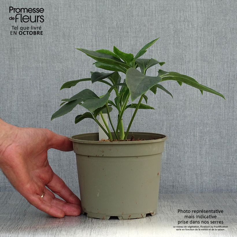 Ejemplar de Eléboro oriental Apricot guttatus Maceta 2L/3L entregado en otoño
