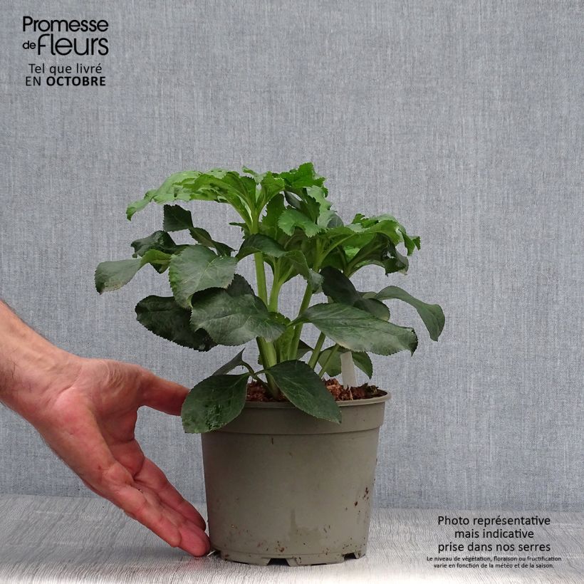 Ejemplar de Eléboro oriental Anemone Picotee Maceta 2L/3L entregado en otoño