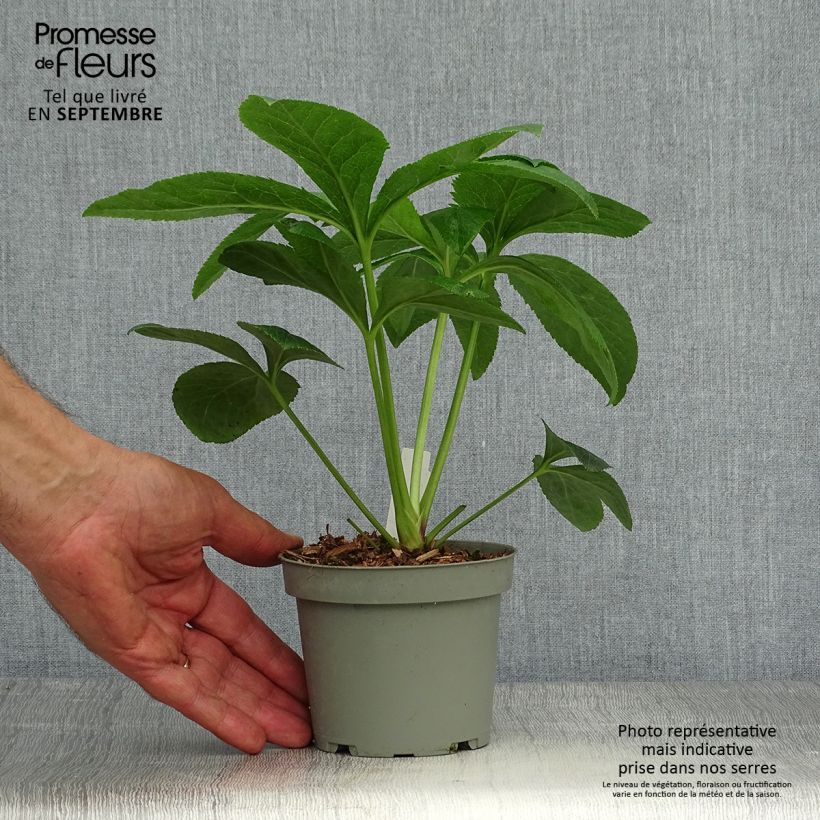 Ejemplar de Eléboro oriental Aubergine W/E Maceta de 12 cm / 13 cm entregado en otoño