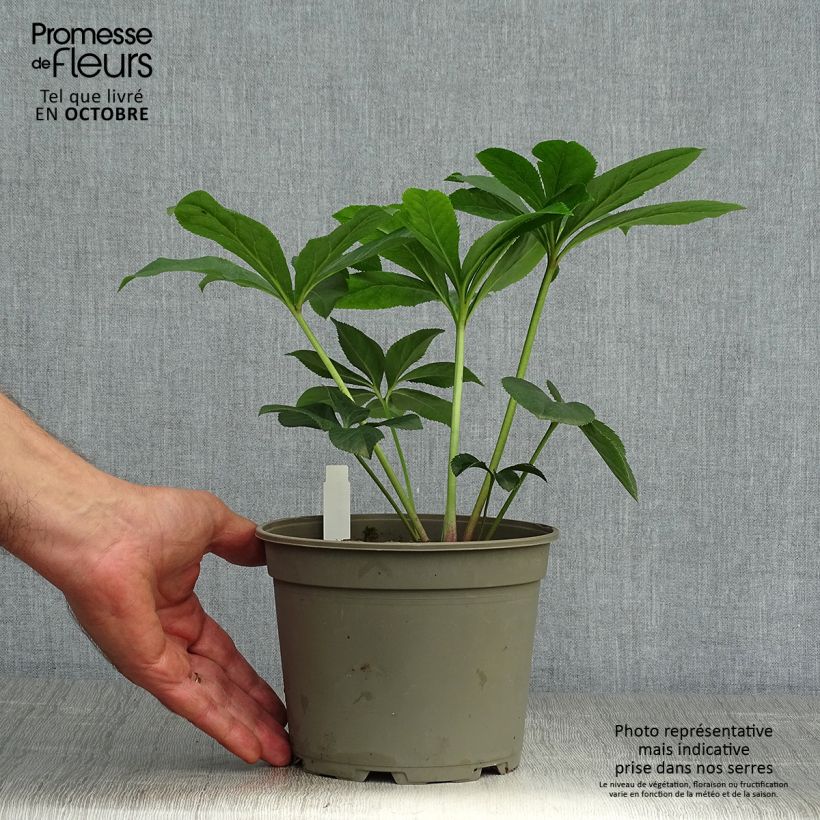 Ejemplar de Eléboro oriental Aubergine W/E Maceta 2L/3L entregado en otoño