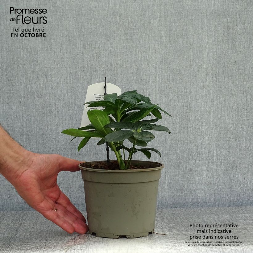 Ejemplar de Eléboro oriental White guttatus Maceta 2L/3L entregado en otoño