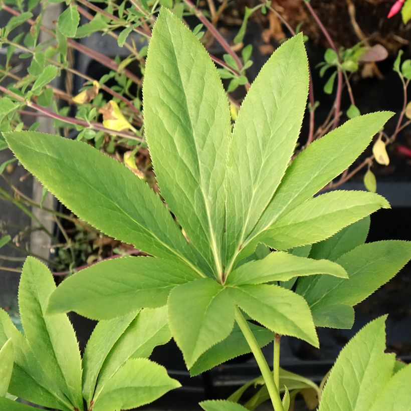 Eléboro oriental Double Amarillo (Follaje)