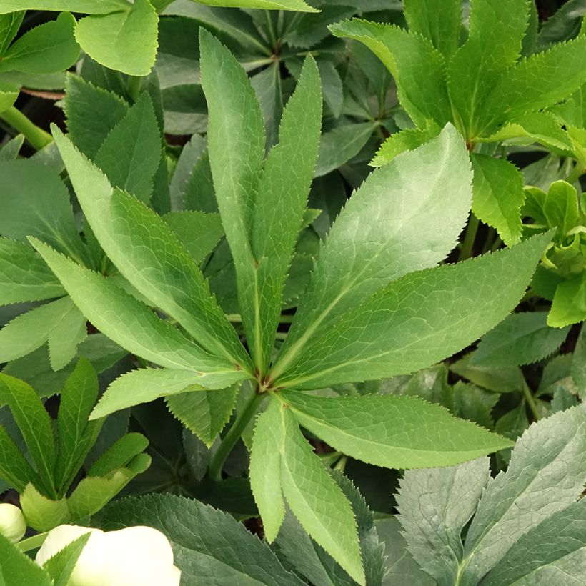 Eléboro oriental Double Amarillo (Follaje)
