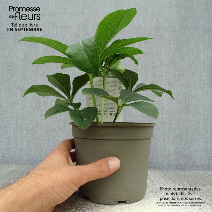 Ejemplar de Eléboro Magic Apricot guttatus - Eléboro Maceta 2L/3L entregado en otoño