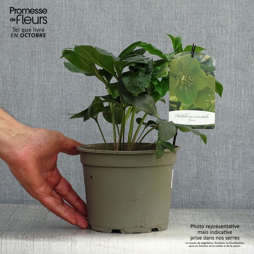 Ejemplar de Eléboro Green-flowered - Eléboro Maceta 2L/3L entregado en otoño