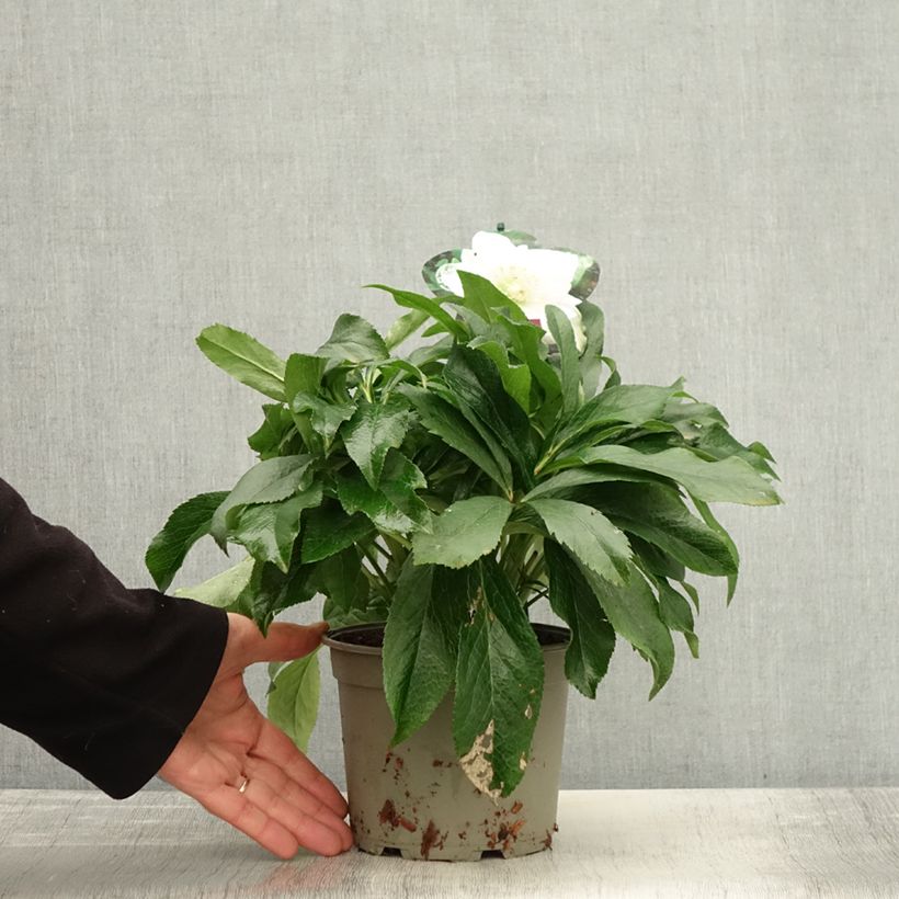 Ejemplar de Eléboro oriental ViV Amalia Maceta 2L/3L entregado en otoño