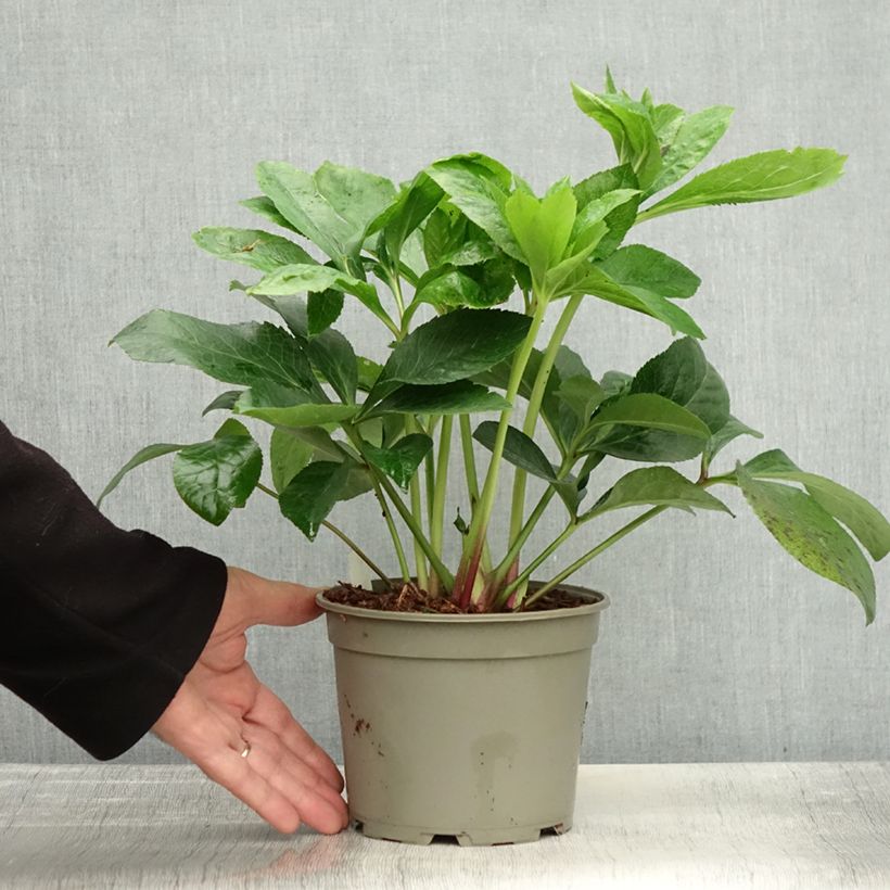 Ejemplar de Eléboro oriental ViV Cinzia Maceta 2L/3L entregado en otoño
