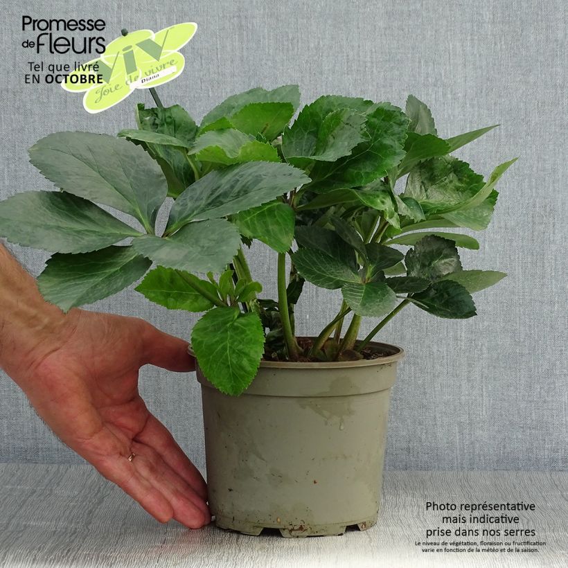 Ejemplar de Eléboro oriental ViV Diana Maceta 2L/3L entregado en otoño