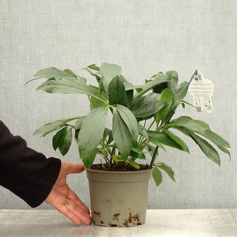 Ejemplar de Eléboro oriental ViV Halina Maceta 2L/3L entregado en otoño