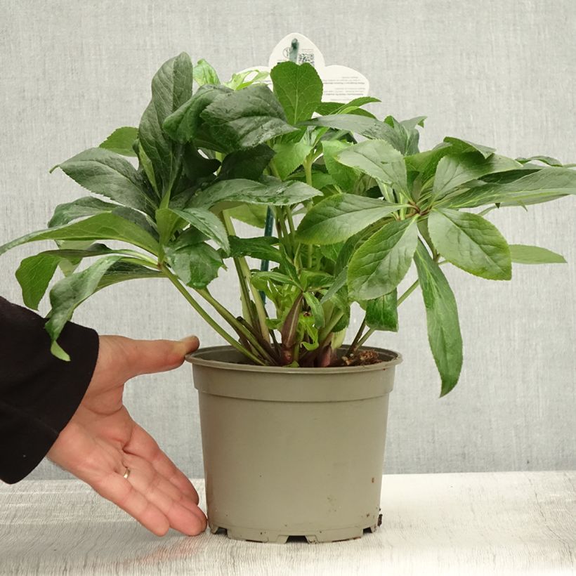 Ejemplar de Eléboro oriental ViV Maeva Maceta 2L/3L entregado en otoño