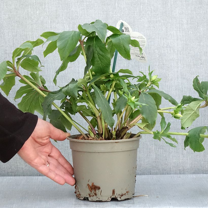 Eléboro oriental ViV Rosa Maceta 2L/3L Ejemplar entregado en la primavera