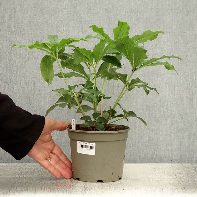 Ejemplar de Hellébore orientale ViV Suzanna Pot de 2L/3L entregado en otoño