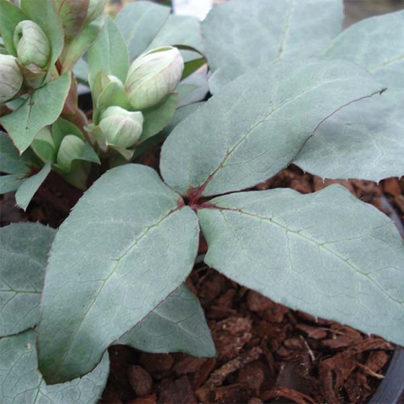 Eléboro sternii Grey Star (Follaje)