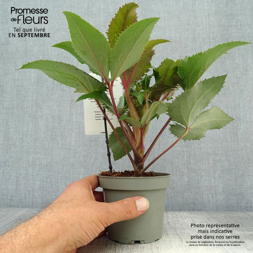 Ejemplar de Eléboro de Stern - Helleborus sternii Maceta 1L/1,5L entregado en otoño