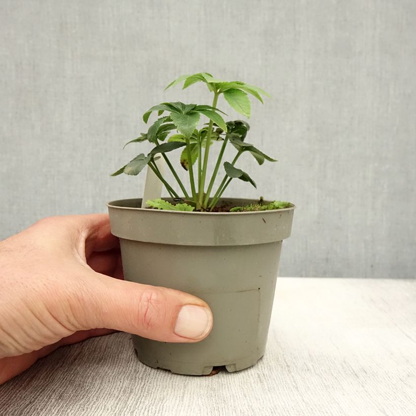 Ejemplar de Helleboro torquato - Helleborus torquatus Maceta de 12 cm / 13 cm entregado en otoño