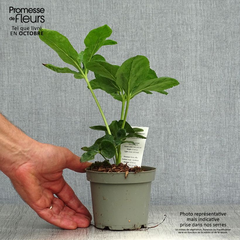 Ejemplar de Helleborus orientalis subsp. abchasicus Maceta de 12 cm / 13 cm entregado en otoño