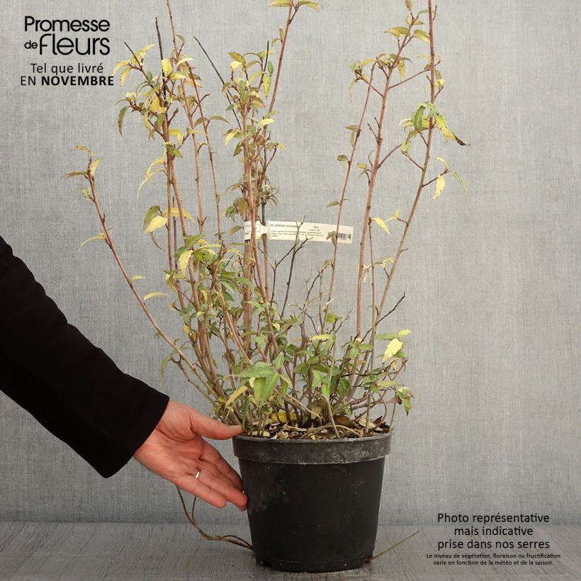 Ejemplar de Helwingia himalaica Maceta 3L/4L entregado en otoño