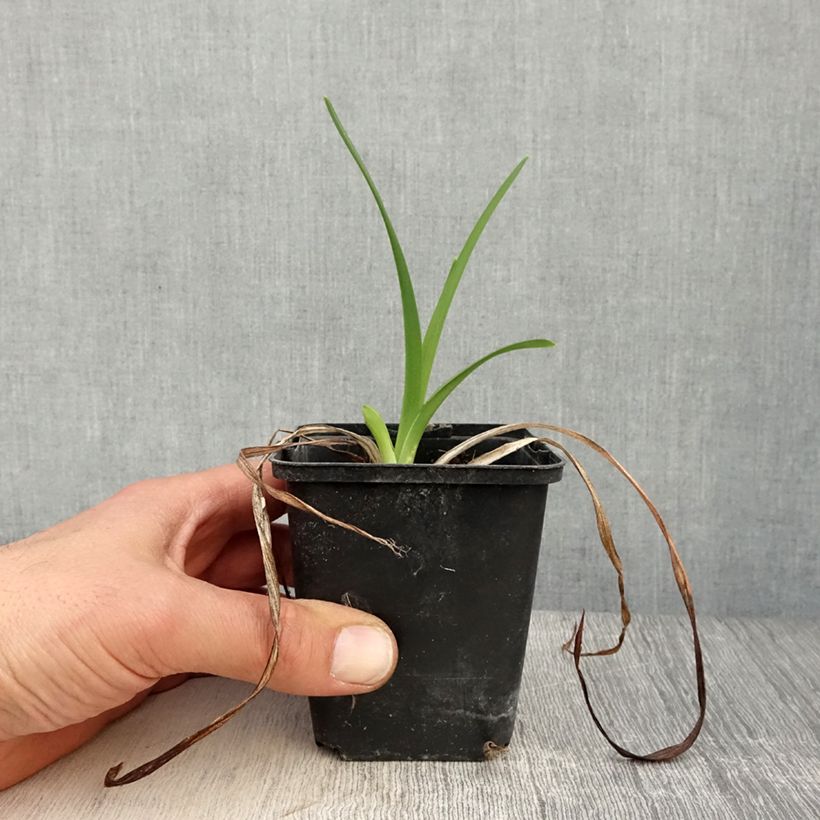 Hemerocallis Amadeus Maceta de 8/9 cm Ejemplar entregado en la primavera
