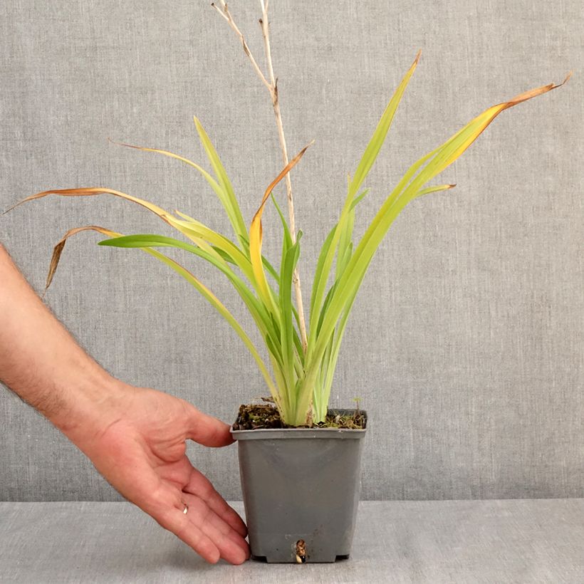 Ejemplar de Hemerocallis Amerstone Amethyst Jewel Maceta 1L/1,5L entregado en verano