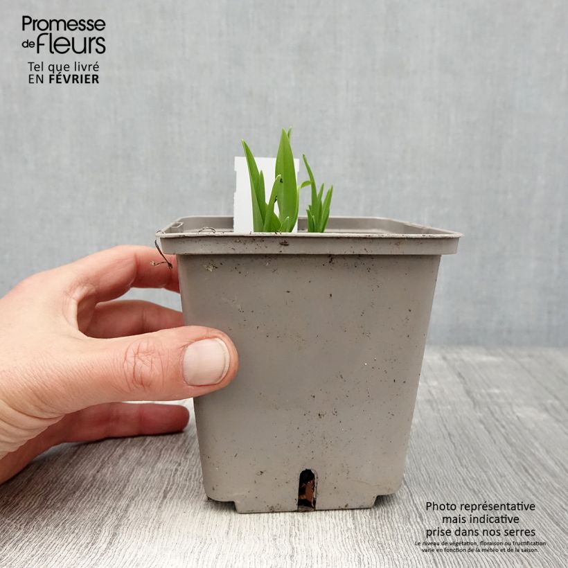 Hemerocallis Amerstone Amethyst Jewel Maceta 1L/1,5L Ejemplar entregado en invierno