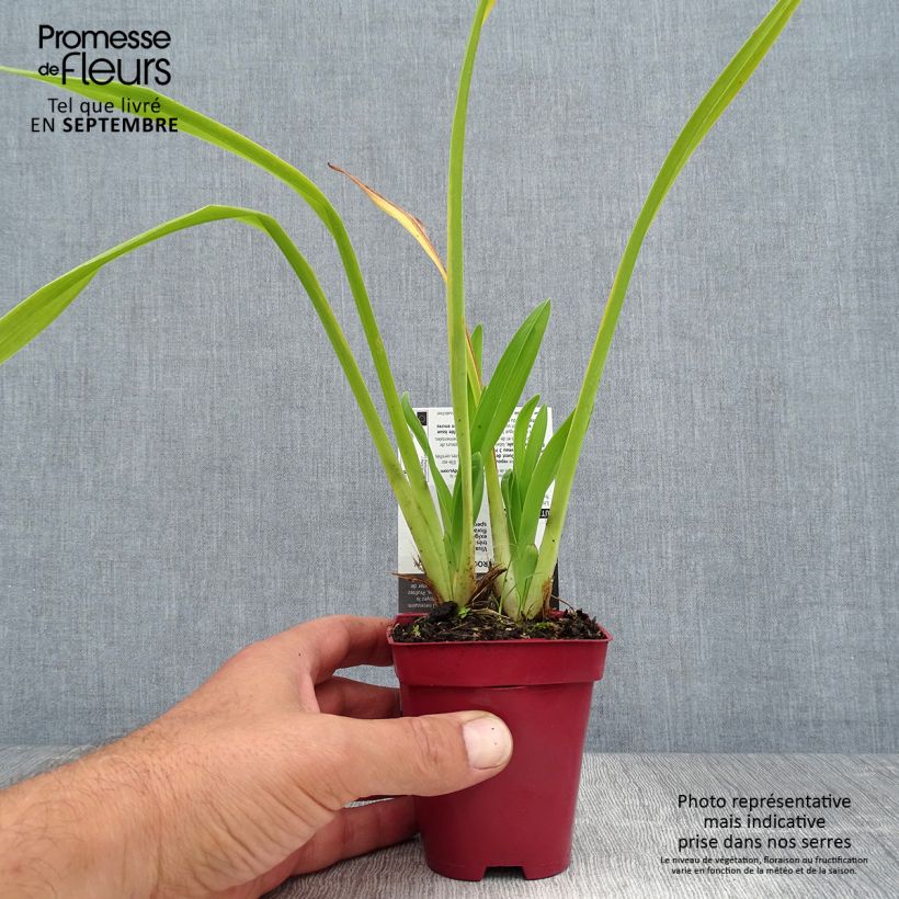 Ejemplar de Hemerocallis Annie Welch Maceta de 7/8 cm entregado en verano