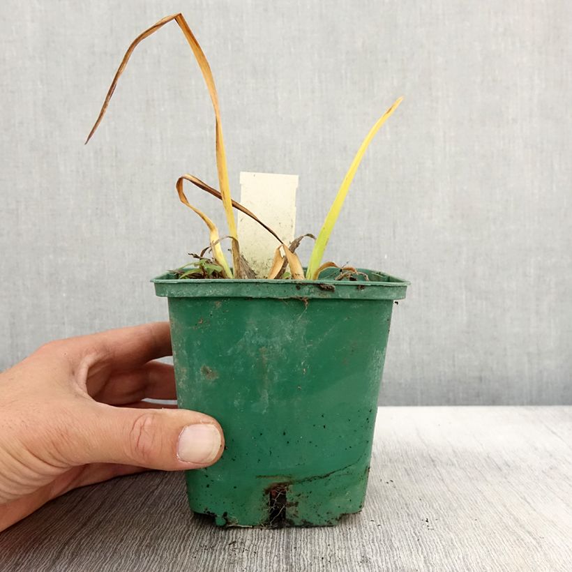 Ejemplar de Hemerocallis Arctic Snow Maceta 1L/1,5L entregado en otoño