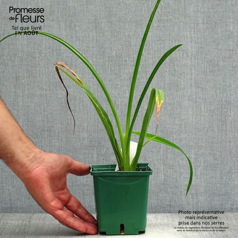 Ejemplar de Hemerocallis Arctic Snow Maceta 1L/1,5L entregado en verano